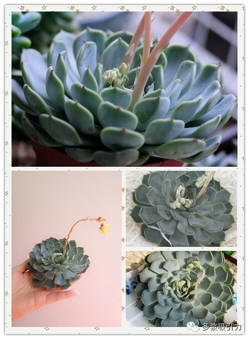 规座,矩尺座,拉丁名:echeveria norma,十二星座中狮子座的代表性多肉