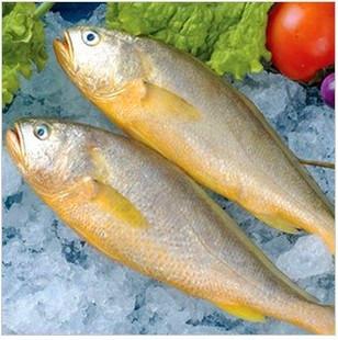 冰鲜黄花鱼 生鲜冷冻海产品 大黄鱼海鲜水产 两