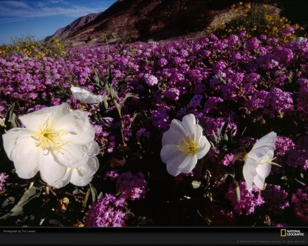 这里因为春天的野花花海而闻名 desert wildflowers,california"s