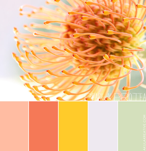 peachy protea color palette | red, peach, yellow, lavender