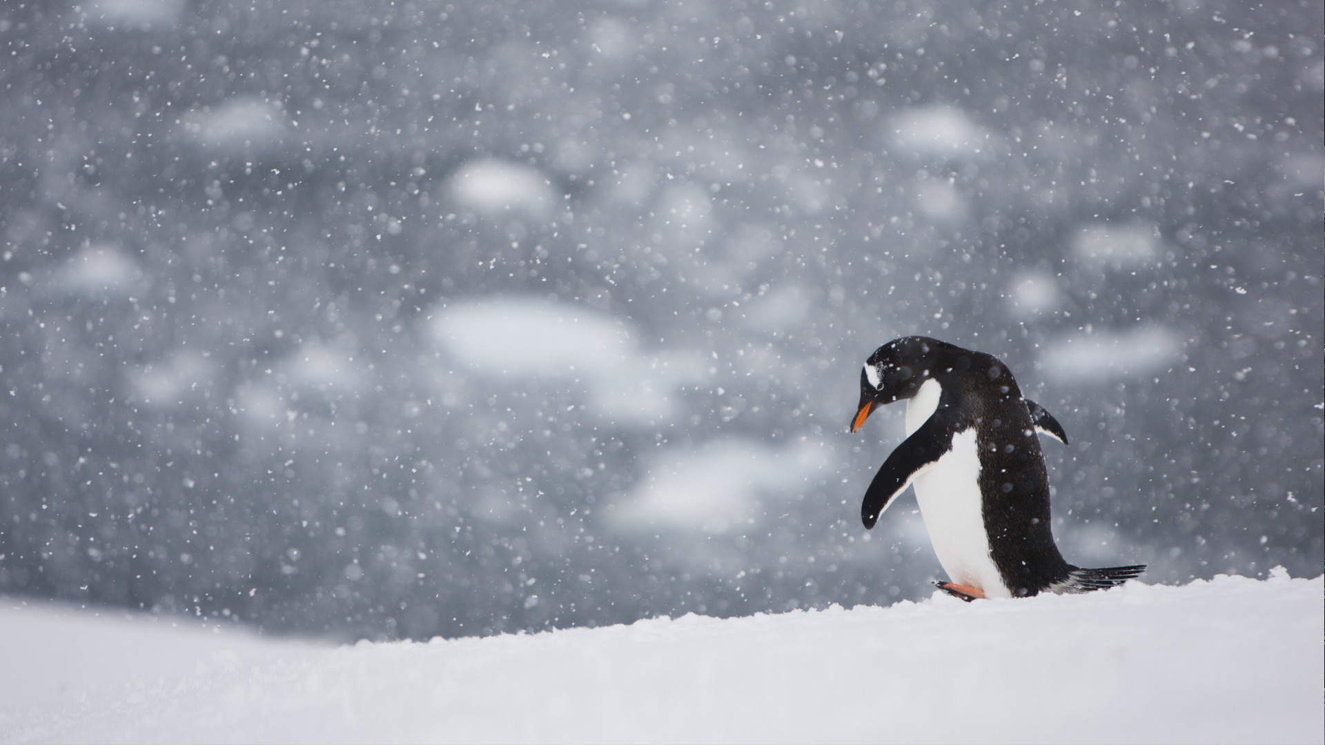 风雪中孤独行走的企鹅 penguinwalkingalone