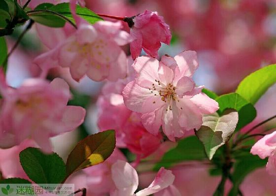 海棠花什么时候开,花期多久