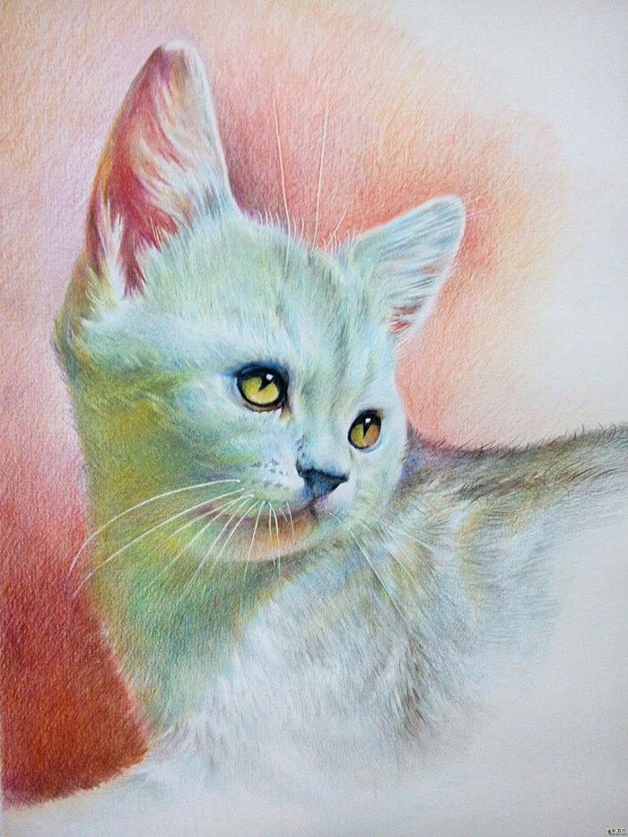 彩铅画小猫