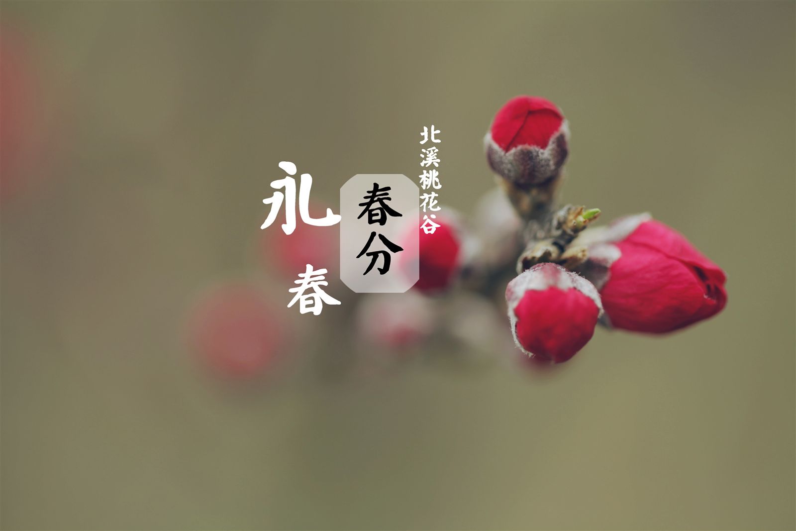 【泉州24节气】春分 堆糖,美图壁纸兴趣社区