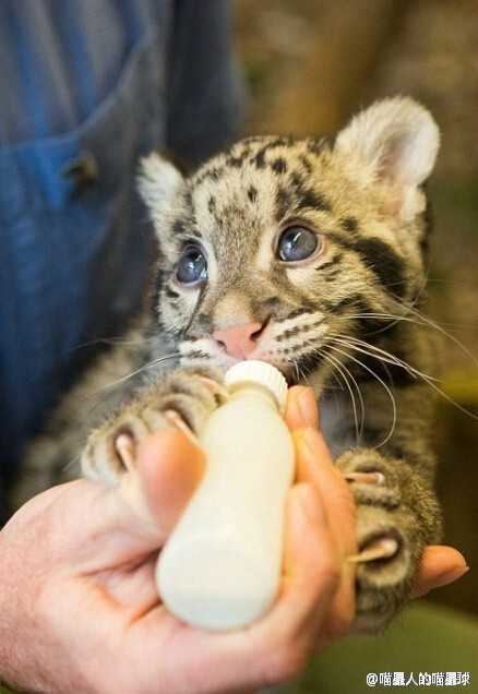 牛津郡动物园一头小豹子刚出生就被麻麻遗弃了,饲养员把它带回了家