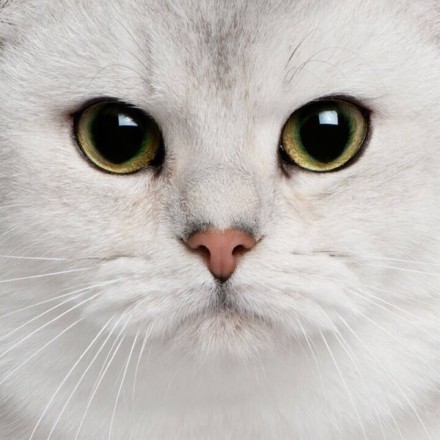好严肃的猫咪正面大头照喔,但是它们的眼睛都好漂亮,你喜欢哪一只咧.