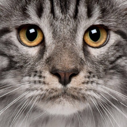 好严肃的猫咪正面大头照喔,但是它们的眼睛都好漂亮,你喜欢哪一只咧.