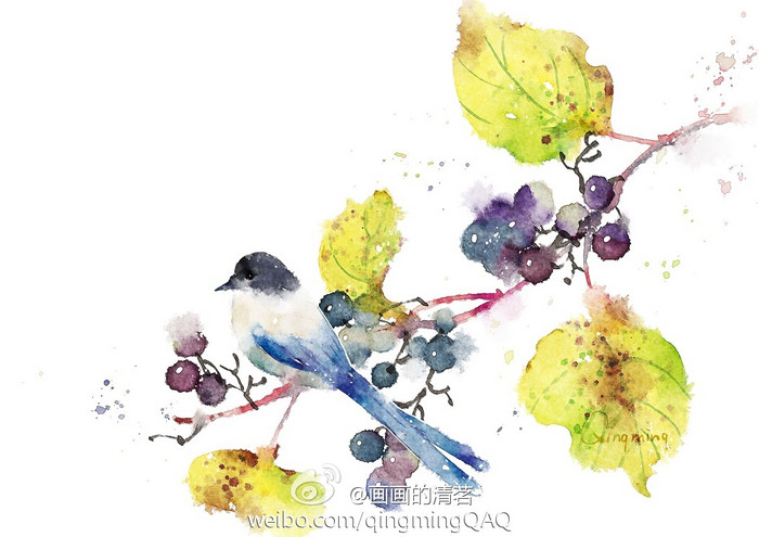 灰喜鹊-清茗_水彩,每日一涂,练习,小清新,日绘,原创,植物