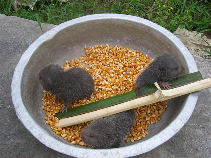 竹鼠,又名芒洞老鼠,竹馏,芒狸,竹狸,竹根鼠,冬毛老鼠,芭茅鼠等,啮齿目