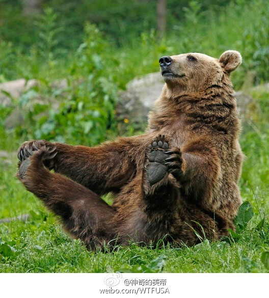 摄影师jens-wilhelm janzen拍到一只棕熊坐在草地上舒坦地做着拉伸