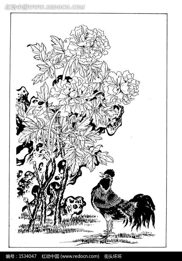 工笔白描图-牡丹花下的公鸡图片