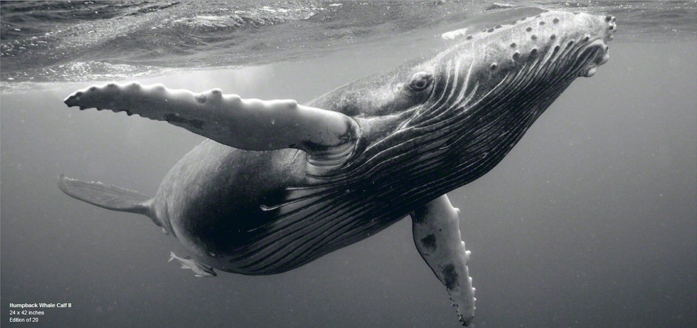 美国摄影师鲸鱼写真作品