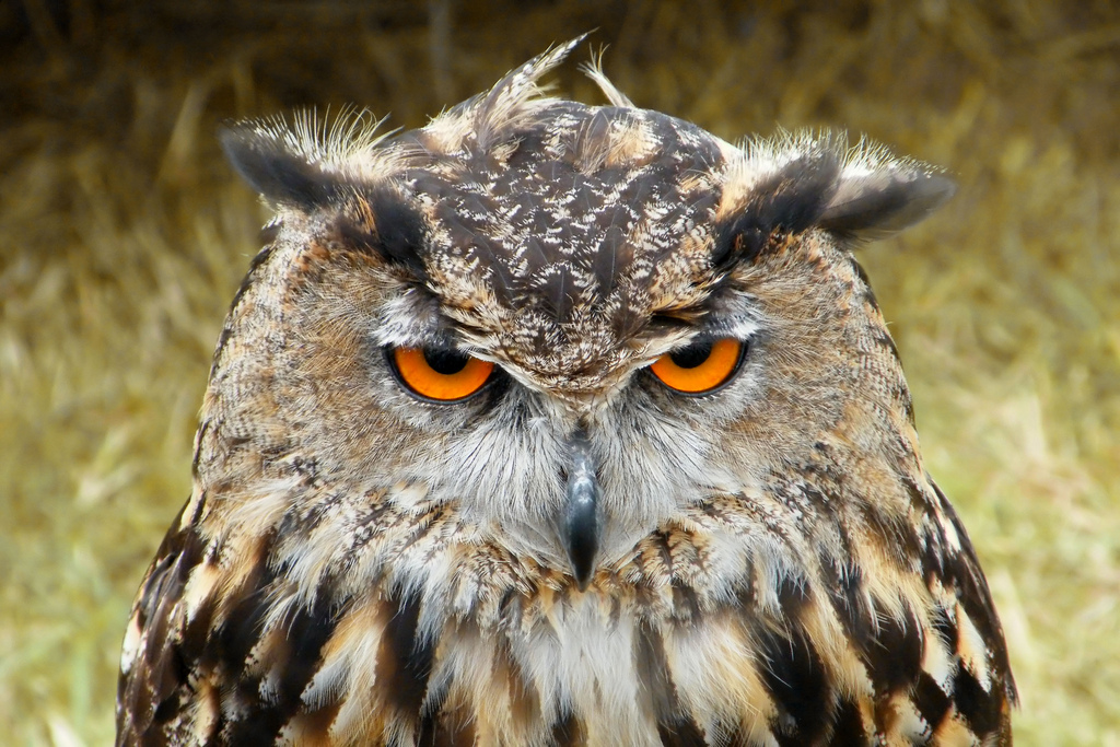 哈利波特走红后,猫头鹰也开始走入人们的视线,甚至出现了大批家养