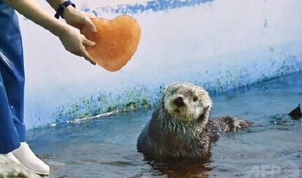 日本神奈川横滨的水族馆情人节特别企划,饲养员送给了小海獭心形状的