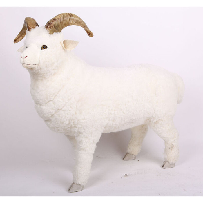 羊羊得意过肥年:真皮真角真皮毛 小羊角羊头 家居摆件