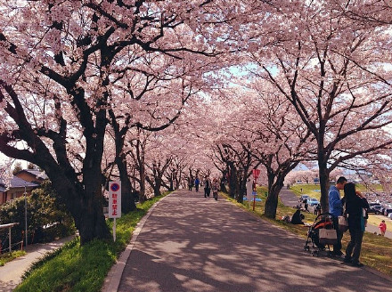 干净的街道,美丽的樱花,总是能让人心情完全放松下来!