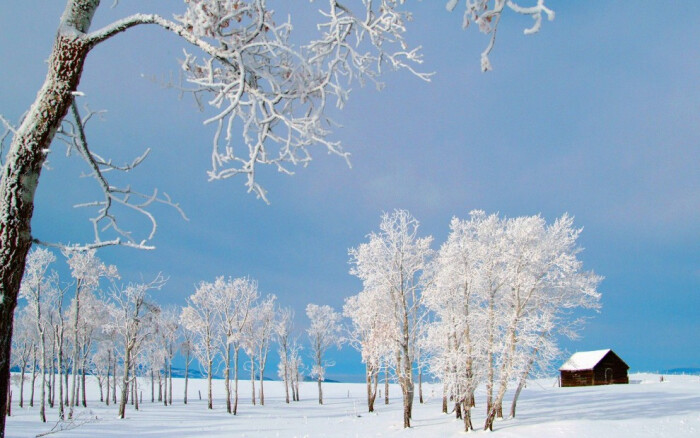 雪是冬天的使者,洁白的象征,它以自己独有的身姿装点着大地.
