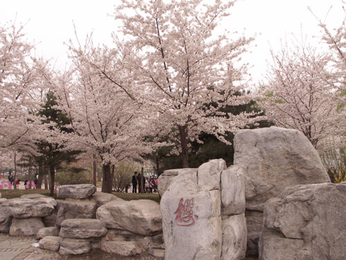 北京丨北京玉渊潭樱花节 "玉渊潭公园樱花节"是每年樱花绽放时,都会在