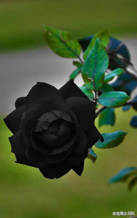 black rosevil,全世界最稀有的黑色玫瑰极罕见品种.