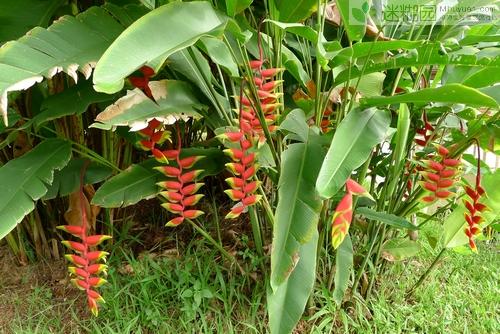 珍稀花卉——蝎尾蕉 蝎尾蕉,又称赫蕉,蝎尾蕉属,俗称富贵鸟,又名发财
