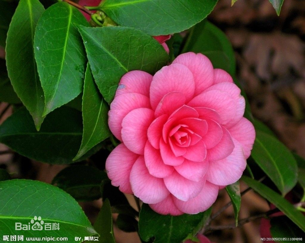 山茶花·山茶花(学名:camellia japonica l.