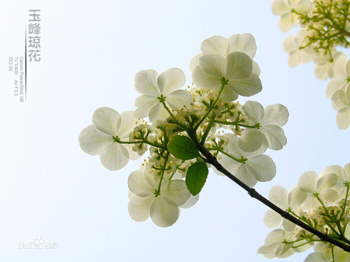 琼花·琼花,又称聚八仙,蝴蝶花,牛耳抱珠.忍冬科落叶的半常绿灌木.