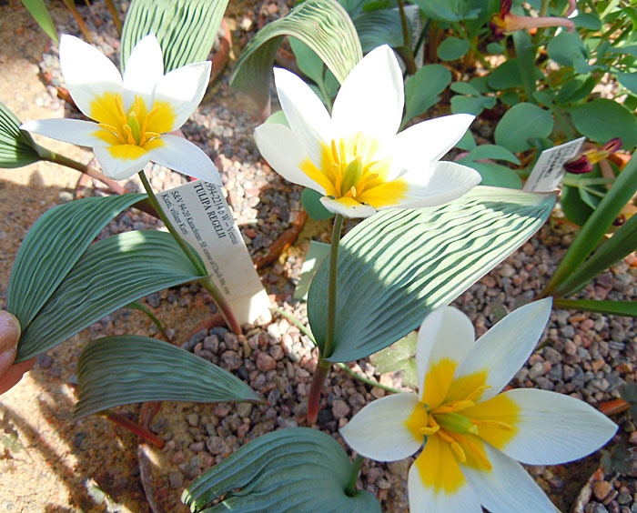 波叶郁金香 tulipa regelii