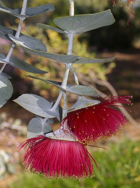 玫瑰桉树(eucalyptus rhodantha)