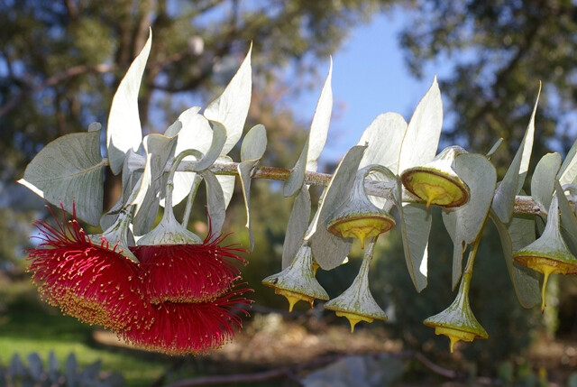 玫瑰桉树(eucalyptus rhodantha)