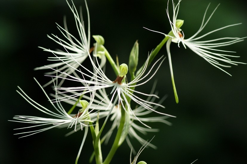 美杜莎玉凤花(habenaria medusa),兰科玉凤花属