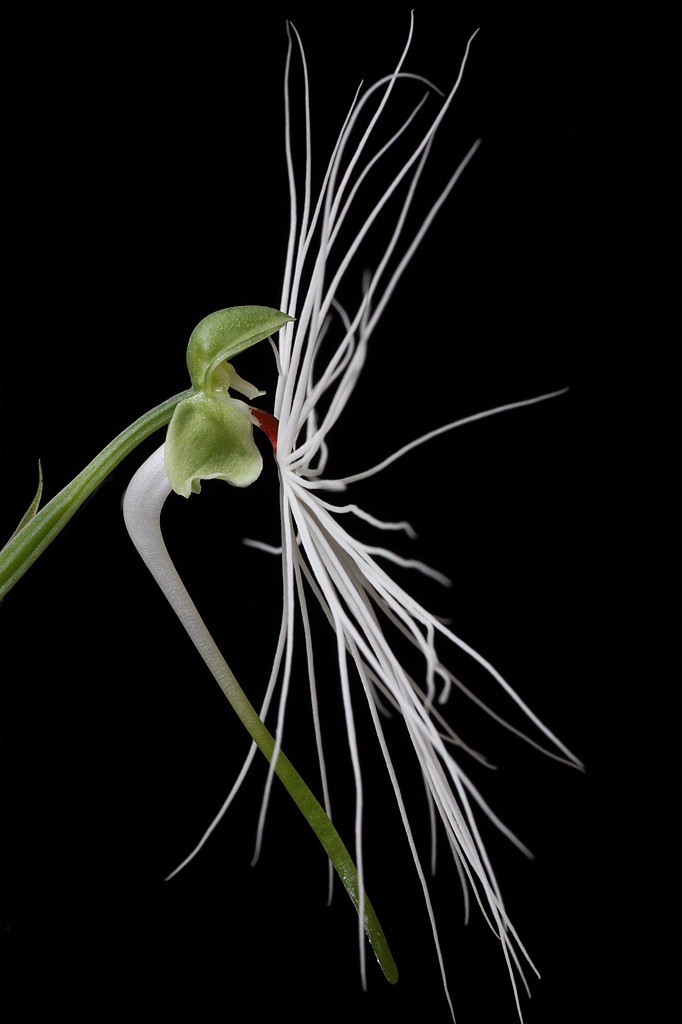 美杜莎玉凤花(habenaria medusa)