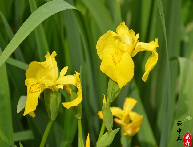 黄花鸢尾