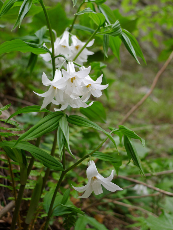 大花万寿竹 disporum megalanthum,秋水仙科 万寿竹属