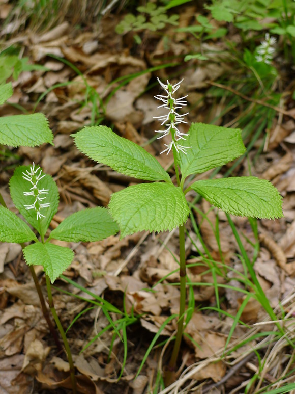 银线草 chloranthus japonicus,金粟兰科 金粟兰属