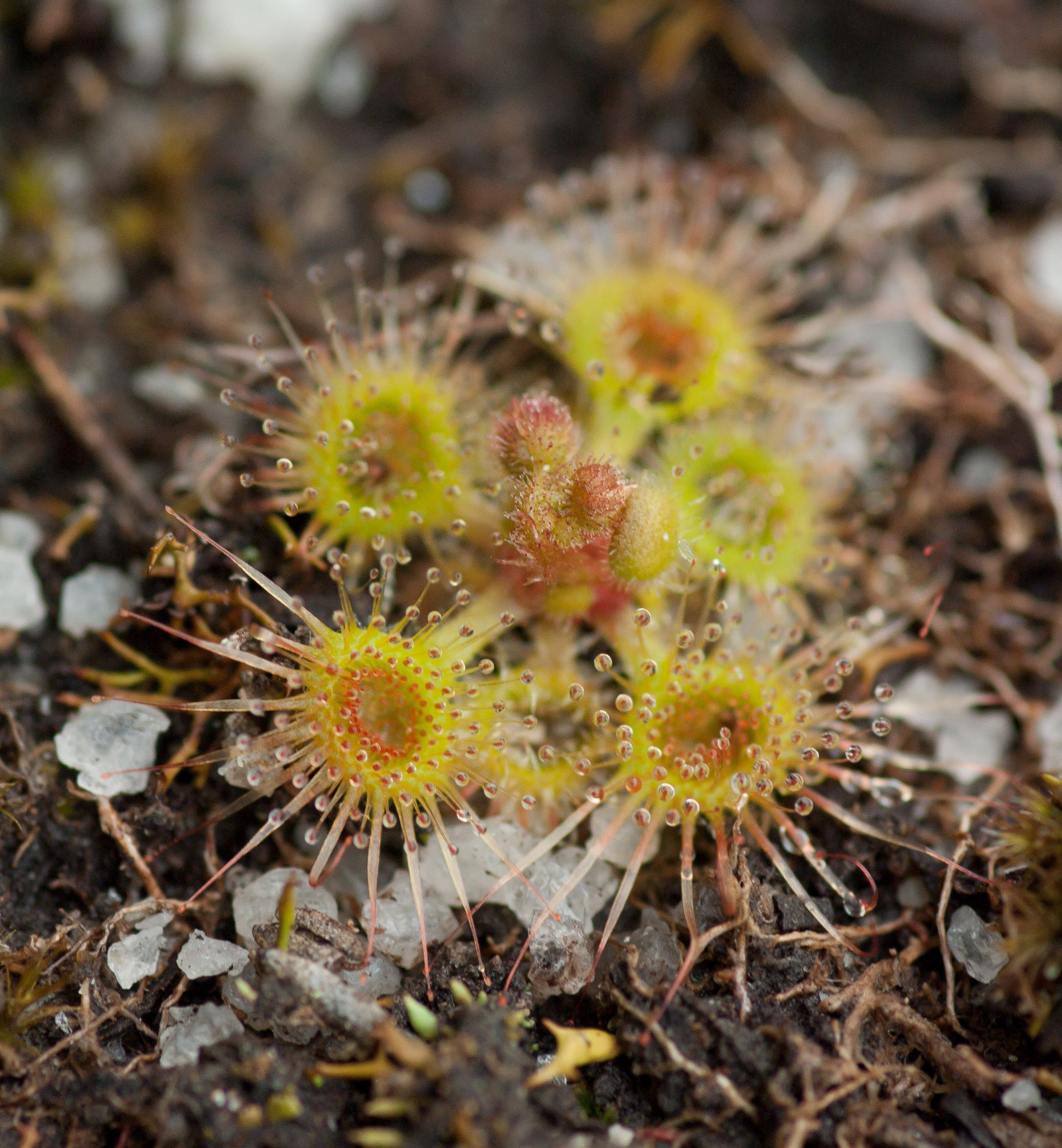 drosera glanduligera【毛膏菜属】