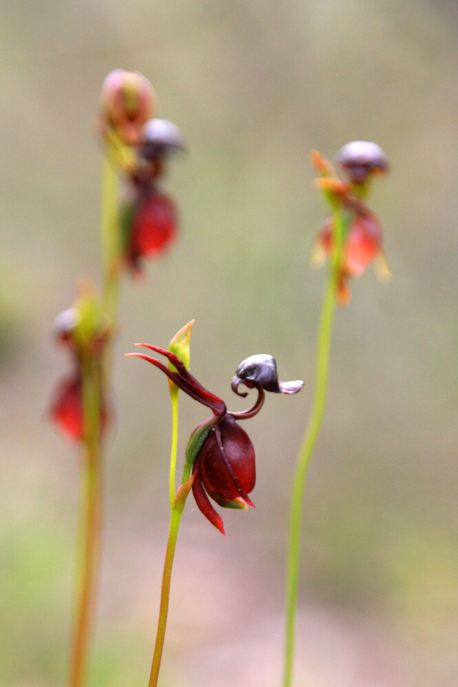 飞鸭兰(flying duck orchid)