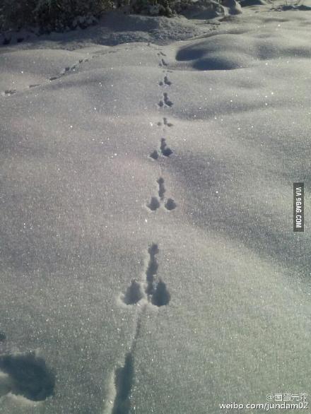 小兔子一蹦一跳的越过雪原,留下了绅士般优雅的足迹.