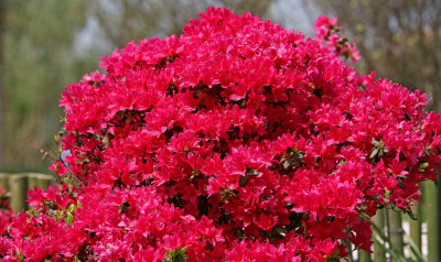虽然只是传说,但杜鹃花的颜色非常鲜艳,适合作为景观花种植在家中.