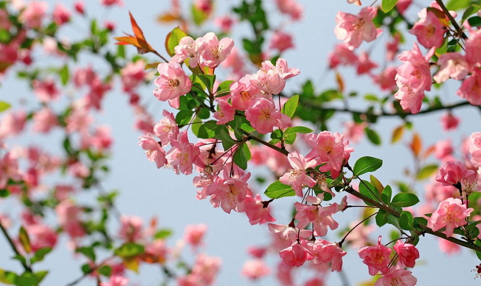 在春寒料峭的初春时节,唯有艳丽的海棠花让人们感受到春天的气色,陆游