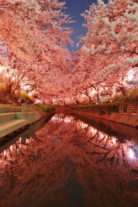 日本元荒川夜晚樱花盛开的场景,美cry!