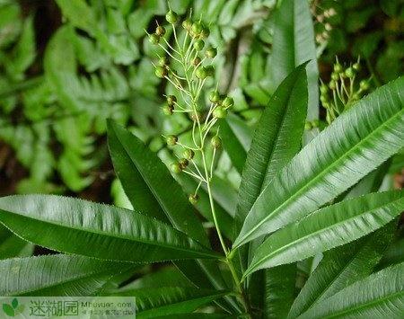 合柱金莲木又称辛木,稀有种.落叶小灌木,直立,高80~150厘米.