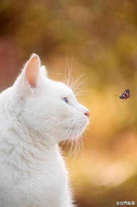 猫咪和蝴蝶的瞬间