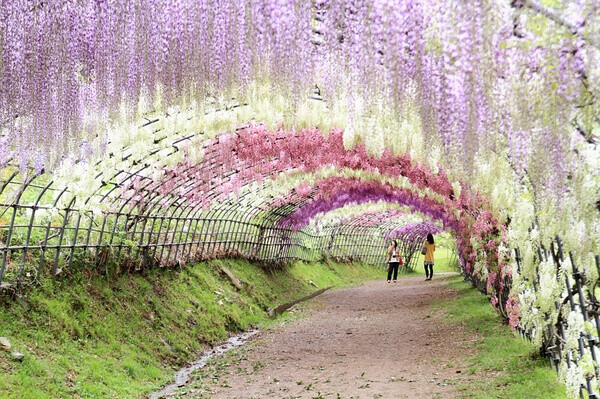 紫藤の花日本河内藤园