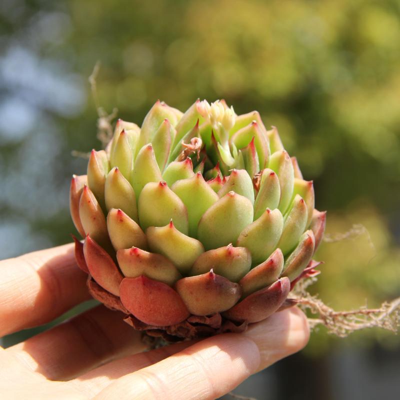 进口多肉植物冰河世纪冬云系爱萌多肉一物一拍