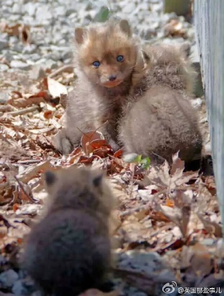 有个哥们在他家后院里发现了一窝刚出生的小狐狸.