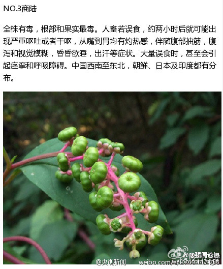 【急转!这9种"有毒"植物,出游绝对不能碰!】五一你有出游计划吗?注意!