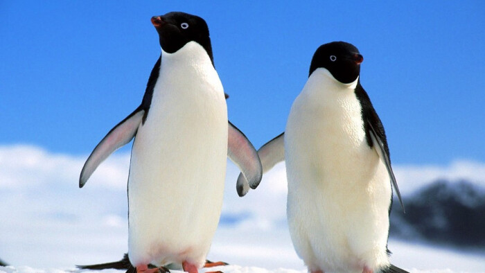 企鹅真是令我们敬佩的生灵,在冰天雪地的南极大陆,在极寒极冷的恶劣