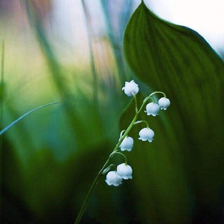【五月,好运!】 铃兰花只伴着五月的春风开放,幸福将要归来.