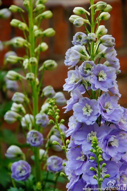 这次风铃计划的大花飞燕草与之前买过的不同…-堆糖，美好生活研究所