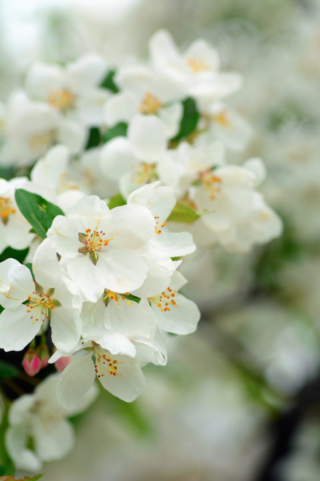 蔷薇科白花系列:malus hupehensis 湖北海棠;cerasus japonica var.